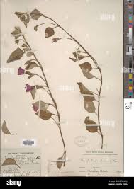 Image result for Astripomoea malvacea