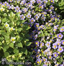 Image result for Exacum