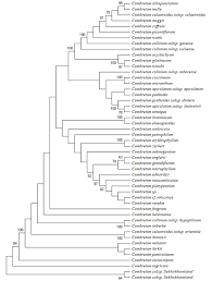 Image result for Strephonema mannii