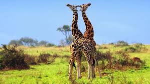 The official languages of uganda are english and swahili.the most common religion is christianity.the president of uganda is yoweri kaguta museveni.the country is to the east of africa. How Safe Is Uganda For Travel 2021 Updated Travel Safe Abroad