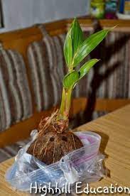 Growing A Coconut Palm Tree From A Seed Doesn T Take A Lot Of Work But It Does Take A Lot Of Tim Coconut Tree Coconut Palm Tree Container Gardening Vegetables
