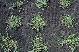 How to plant st augustine grass. Choose The Right Warm Season Grass Toro Yard Care Blogtoro Yard Care Blog