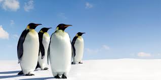 The most common vertebrate on earth is the bristlemouth fish, of which there are 32 species. Antarctic And Southern Ocean Coalition