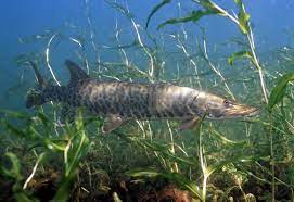 These fish live in lakes that are frequently thousands of because muskies have such sharp teeth, connect the main line to the lure with either a steel or. Muskellunge Wikipedia