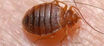 • the little bugs can take weeks to fully disappear. Bed Bugs Be Gone Checklist To Prepare For Treatment Success Abc Blog
