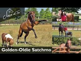 Sendung in den mediatheken // weitere. Golden Oldie Satchmo Mit Isabell Werth Und Sosti On Tour Youtube
