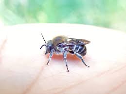Image result for Entephria byssata