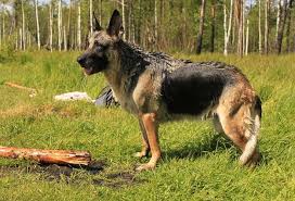 Following are dogs with stick up ears that are black coat or coat that the. 12 Dog Breeds With Pointy Ears With Pictures Doggie Designer