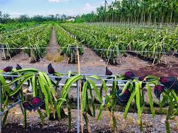 Maybe you would like to learn more about one of these? Dragon Fruit Trellis Top Structure Tips Ideas