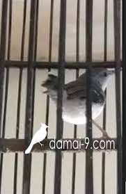 Download suara burung ciblek mp3 ( ngebren, isian, kristal, tembakan, keciap, betina ) 4 march 2021 20 january 2021 dalam meakukan perawatan burung ciblek , tentunya melakukan pemasteran dari burung ciblek itu sendiri menjadi hal yang harus dilakukan. Harga Ciblek Kristal Jantan Dan Betina Hobi Si Petani