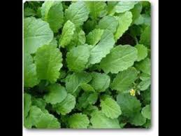 My life has completely changed because of this platform. How To Grow Organic Coriander And Sarso Ka Saag Garlic Ke Juice Me Bhigo Kar Youtube