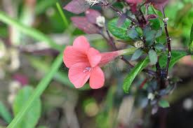 Image result for Barleria rigida