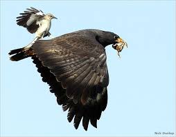 Birds Of West Texas Mockingbird Surfing On The Back Of A Black Hawk Photo Taken In Big Bend National Park Texas By Nick Dunlop Pet Birds National Wildlife Federation Wildlife