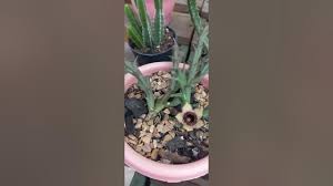 Image result for Orbea paradoxa