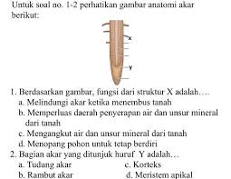 Membran sel (plasmalemma atau selaput plasma) merupakan membran sel atau selaput yang letaknya paling luar yang terbentuk dari senyawa kimia lipoprotein (gabungan protein dan lemak) dengan perbandingan 50:50. 1 Berdasarkan Gambar Fungsi Dari Struktur X Adalah A Melindungi Akar Ketika Menembus Tanah B Brainly Co Id