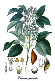 Image result for Connaraceae