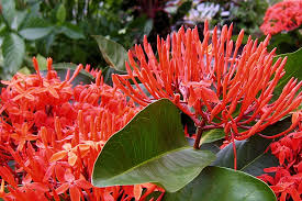 Image result for Ixora hartiana