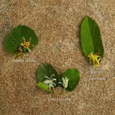 Image result for Grewia flavescens