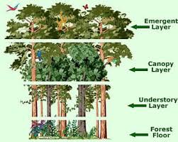 Layers Of The Rainforest Rainforest Biome Rainforest Habitat Rainforest Activities