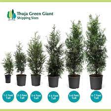 The green giant thuja is a large fast growing evergreen that has been known to grow up to 3 feet a year. Thuja Green Giant Evergreen Trees For Sale Fastgrowingtrees Com