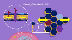 flussig mosaik modell definiton aufbau und einflussfaktoren mit video