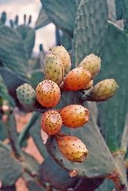 Anywhere you go there's something you don't know maybe a new word for a thing you've seen before you gotta talk to people i am the road i'll take you anywhere if you have time i'll show you that i care. A Few Things I Love Plants Cacti And Succulents Cactus