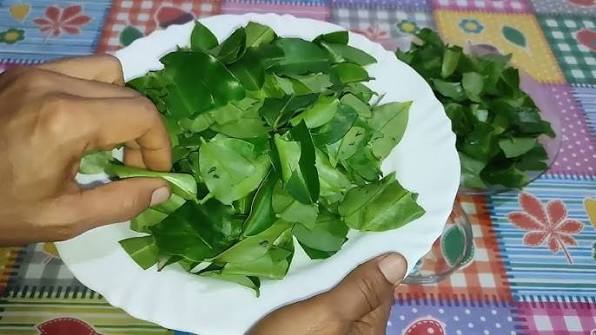 Sautéed Ora-pro-nóbis