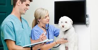 Here i am enclosing a sample of a cover letter for receptionist position with no experience: Entry Level Veterinary Assistant Cover Letter No Experience Clr