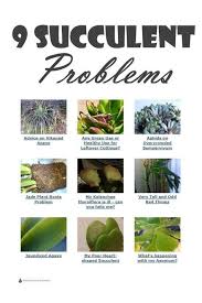 Is that cactus a bastion of potable water, or will you regret your efforts to get past its perilous spines? 9 Succulent Problems The Horticulturist Answers Jade Plants Succulents Planting Succulents