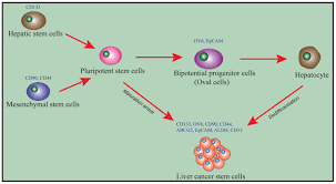 Liver pathophysiology and schematic diagram. Surface Markers Of Liver Cancer Stem Cells And Innovative Targeted Therapy Strategies For Hcc Review