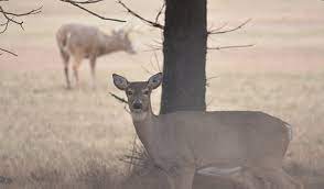 The Absolute Best Rut Hunting Dates