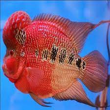 Home pets fish louhan fish super jenong flowerhorn , parrot fish , tropical fish water. Louhan Fish For Android Apk Download