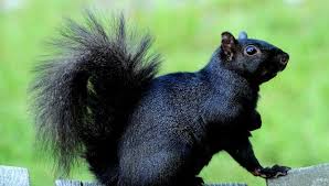 Many ohioans are familiar with black squirrels thanks to the large population on the campus of kent state university. Squirrels In B C