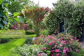 Our premium cottage garden flower seeds are available online for delivery across the uk. Rose Cottage Garden By Brigitte Welsch Gap Gardens