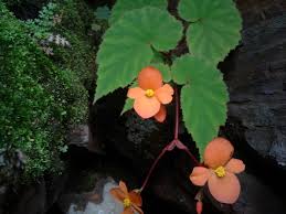 Image result for Begonia sutherlandii