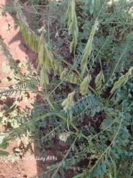 Image result for Astragalus atropilosulus