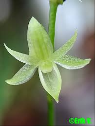 Image result for Angraecopsis parviflora