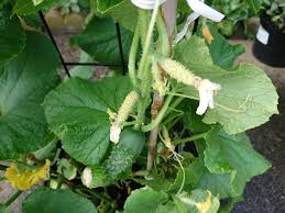 Image result for female flowers cucumber