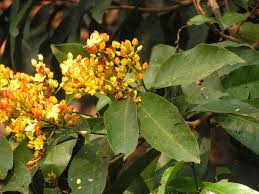 Image result for Campylospermum