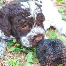 Solo tartufo nero pregiato di norcia, il miglior tartufo tartufo, tartufo nero di norcia, il miglior tartufo nero di norcia, tutto sul tartufo nero di norcia, tartufo nero pregiato di norcia in vendita. Lagotto Tartufi Usato In Italia Vedi Tutte I 9 Prezzi