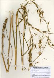 Image result for Anadelphia