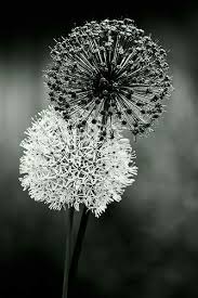 Comment Gagner De L Argent Sur Un Passe Temps Https Lvovart Com White Dandelion White Art White Photography