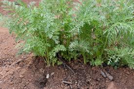 Although the round carrots found in shops have been machine sliced, the original 'parisian' carrots do indeed grow round. Carrots Planting Vegetable Farming In South Africa
