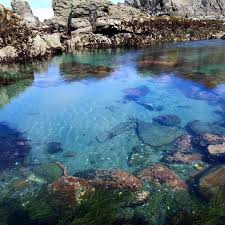 Tide Pools Oregon Coast Brookings American Road Trip Rocky Shore Tide Pools