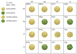 Dihybrid Cross Dihybrid Cross Genetic Inheritance This Or That Questions