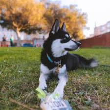The starting price for a purebred shepherd is around $3k and can go all the way up to $24k. Best Pet Stores Near Me July 2021 Find Nearby Pet Stores Reviews Yelp