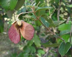 Image result for Sphedamnocarpus pruriens