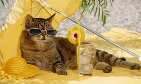 4 summer games for your cat koshki
