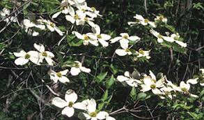 Also like a small child, dogwoods can be a bit dogwood tree rarely flowers in spring and extremely slow growth.12 years and about 6 feet only in height.live ontario canada. Eastern Flowering Dogwood Recovery Strategy Ontario Ca