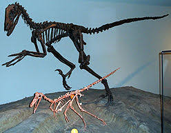 How fast can a raptor fly? Wikijunior Dinosaurs Velociraptor Wikibooks Open Books For An Open World